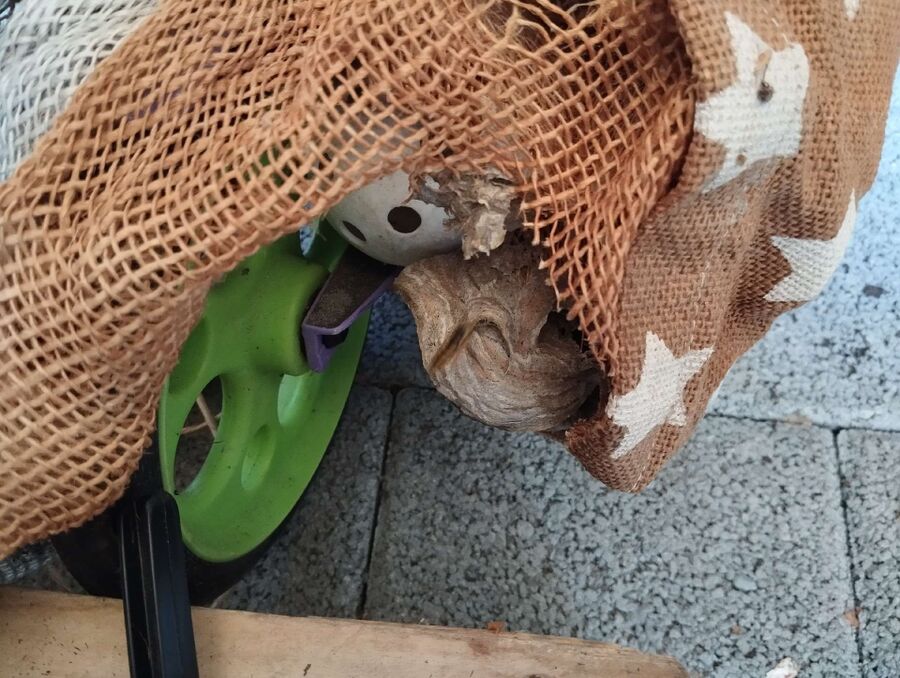  Bienennest entfernen