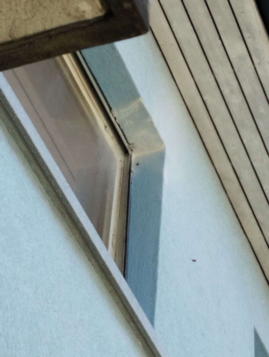  Bienennest entfernen