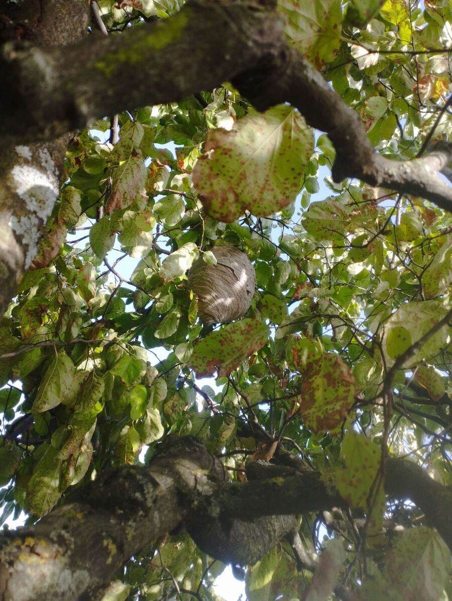 Bienen umsiedeln &  Bienennest entfernen 