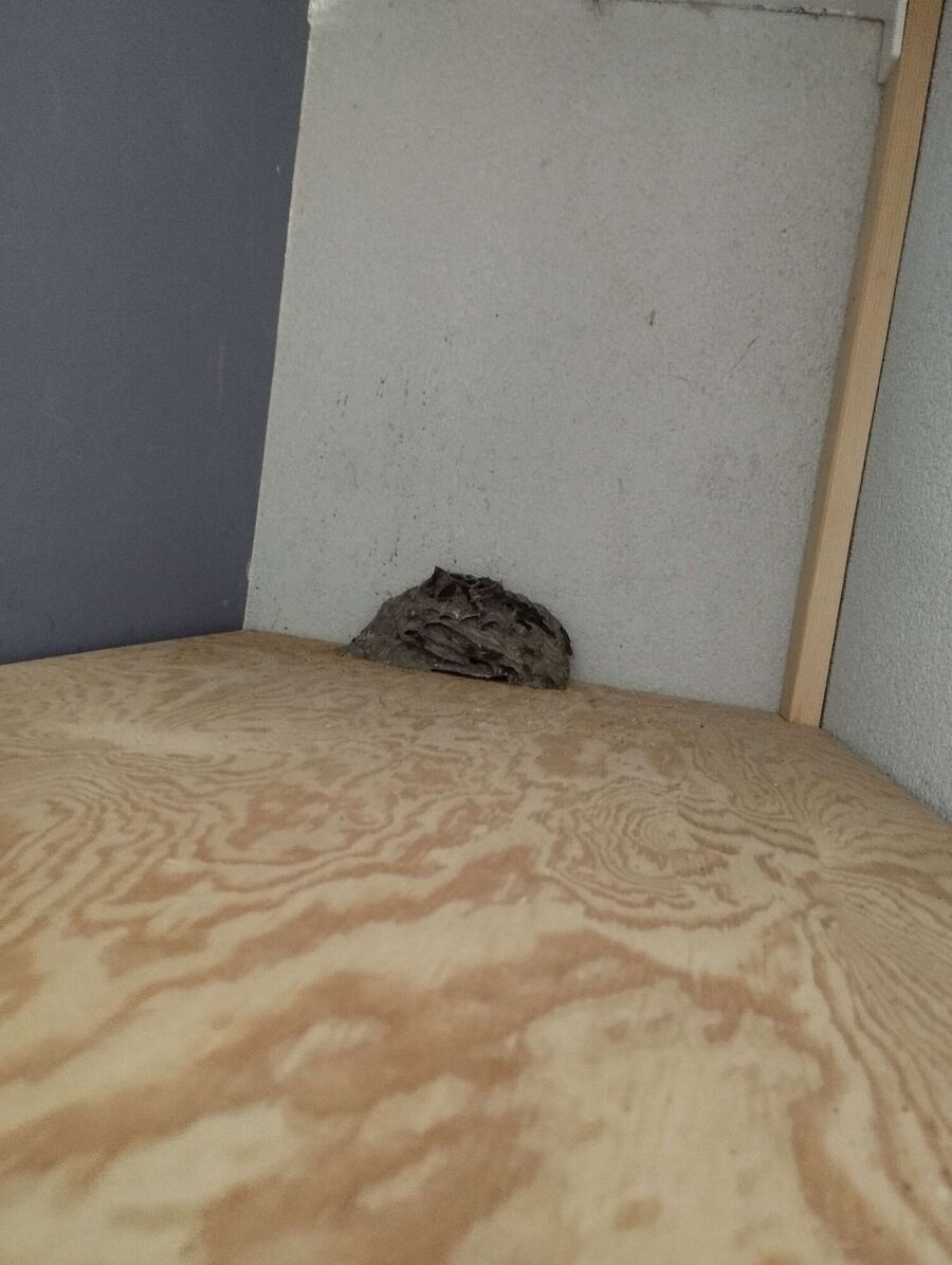  Bienennest entfernen.jpeg