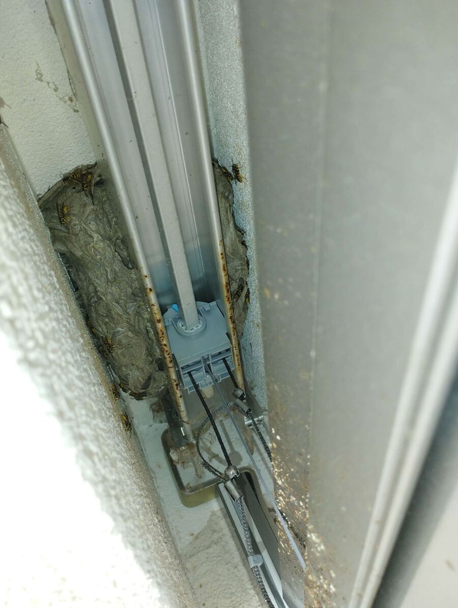  Bienennest entfernen.jpeg