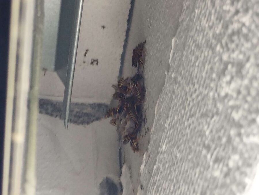 Bienen umsiedeln &  Bienennest entfernen 