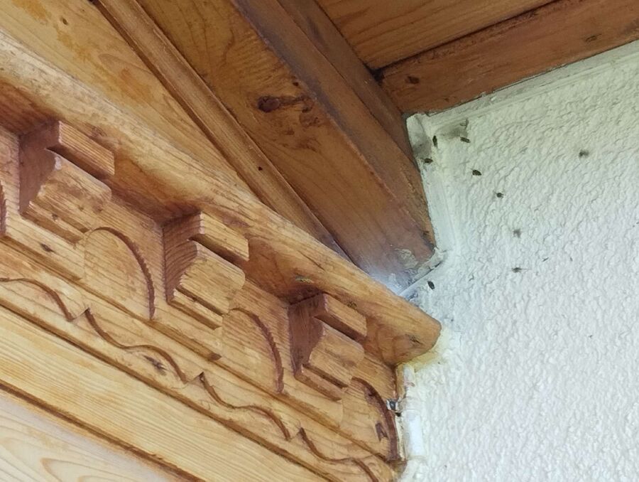  Bienennest entfernen.jpeg