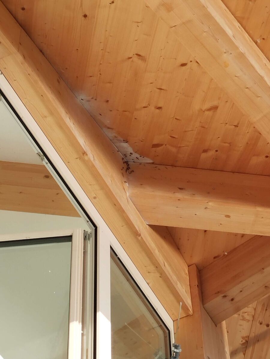 Bienen umsiedeln &  Bienennest entfernen 