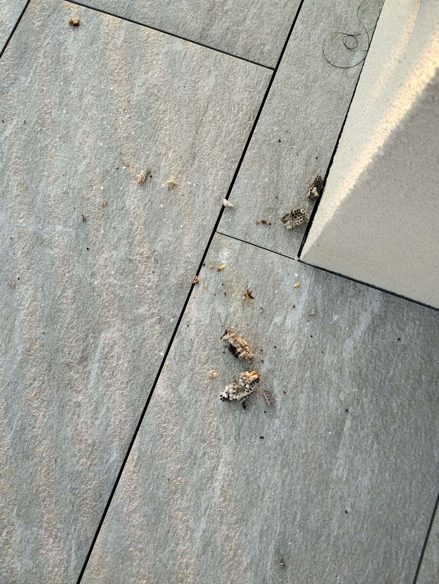  Bienennest entfernen.jpeg