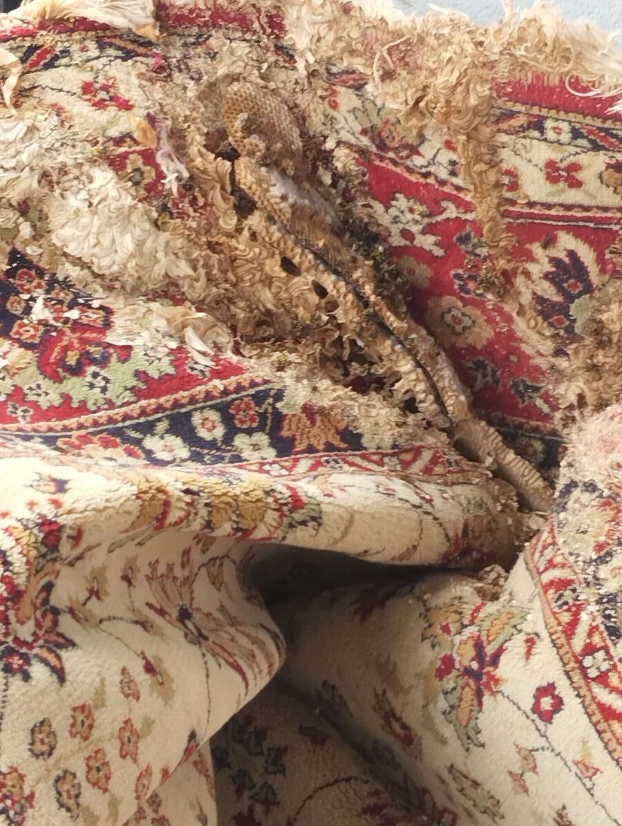 Bienen umsiedeln &  Bienennest entfernen 