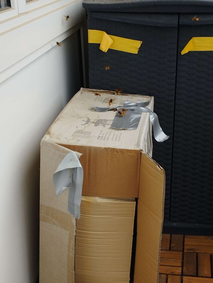  Bienennest entfernen.jpeg