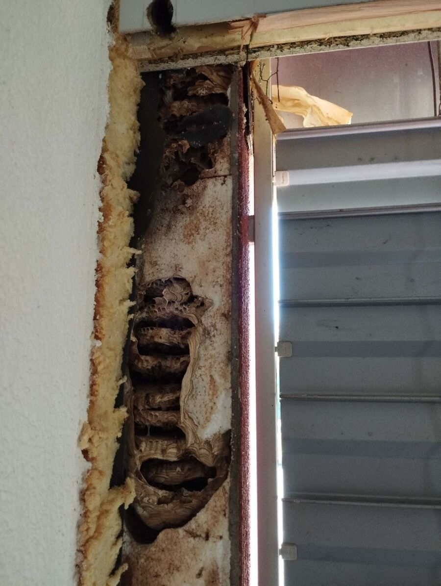 bienennest-am-haus-entfernen.jpg