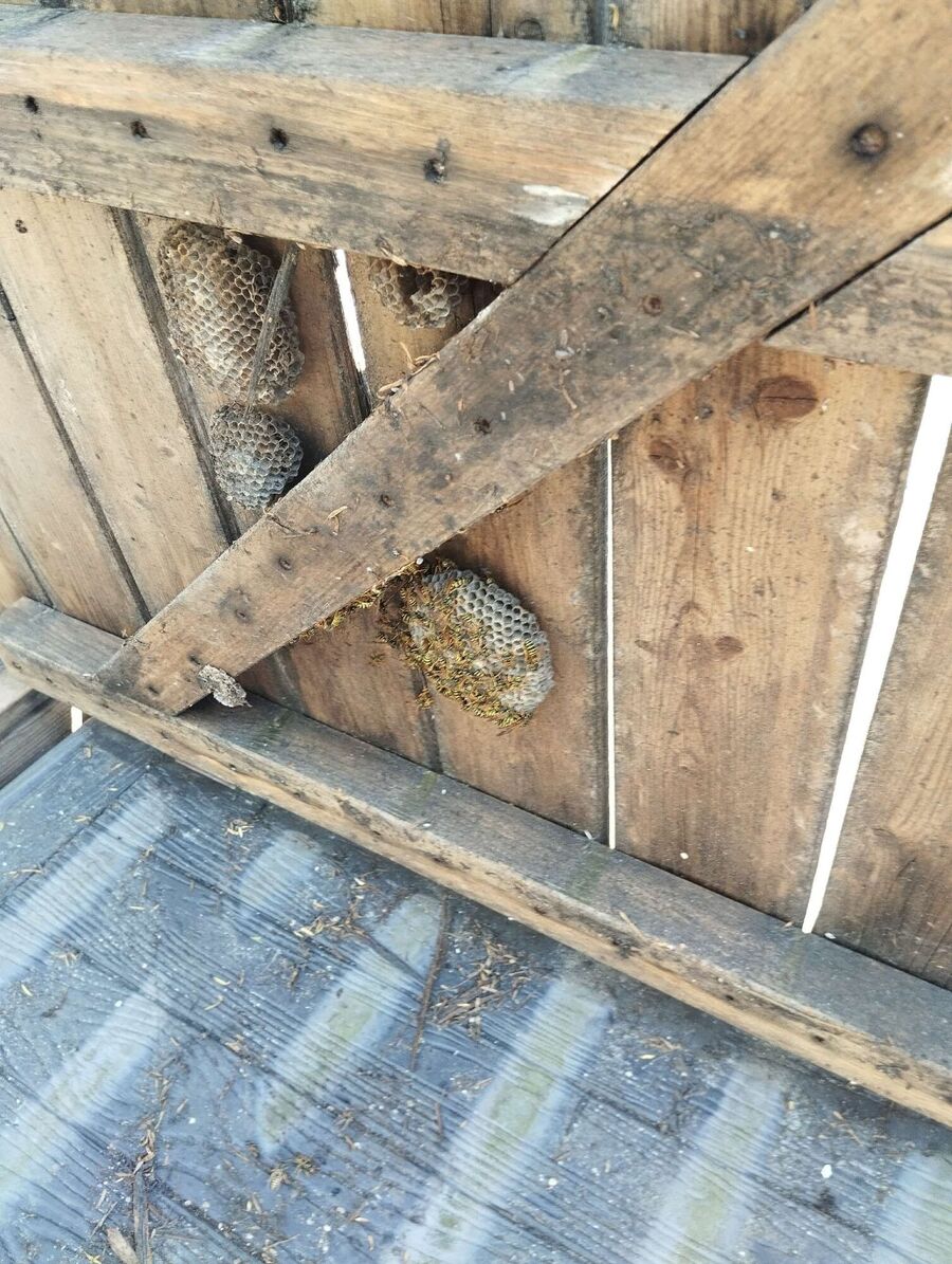  Bienennest entfernen