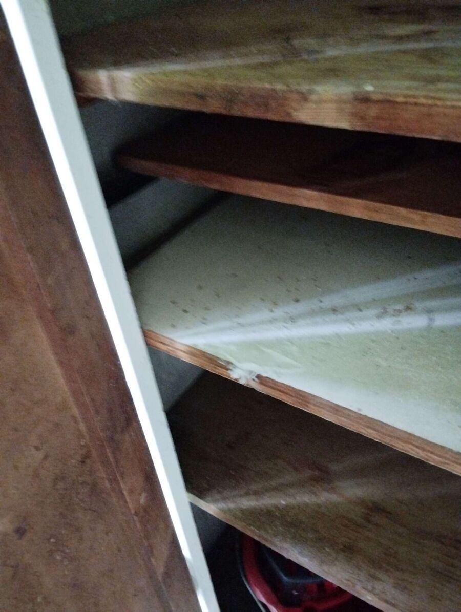 Bienen umsiedeln &  Bienennest entfernen 