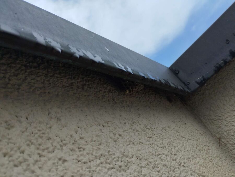 Bienen umsiedeln &  Bienennest entfernen 