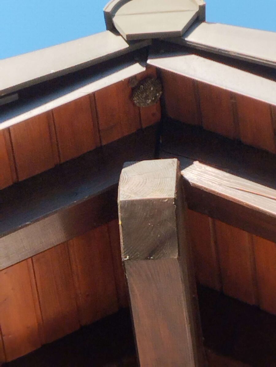 Bienen umsiedeln &  Bienennest entfernen 