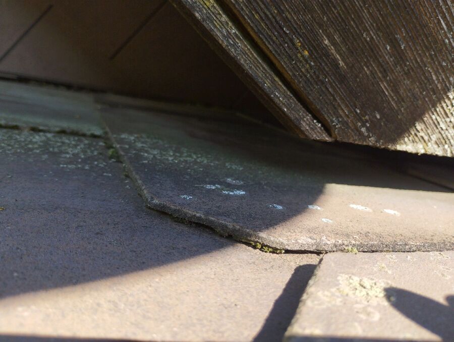 Bienen umsiedeln &  Bienennest entfernen 