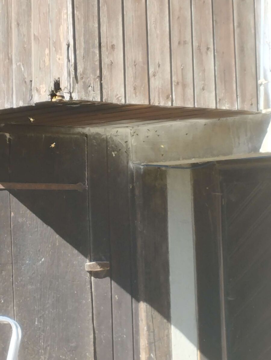 Bienen umsiedeln &  Bienennest entfernen 