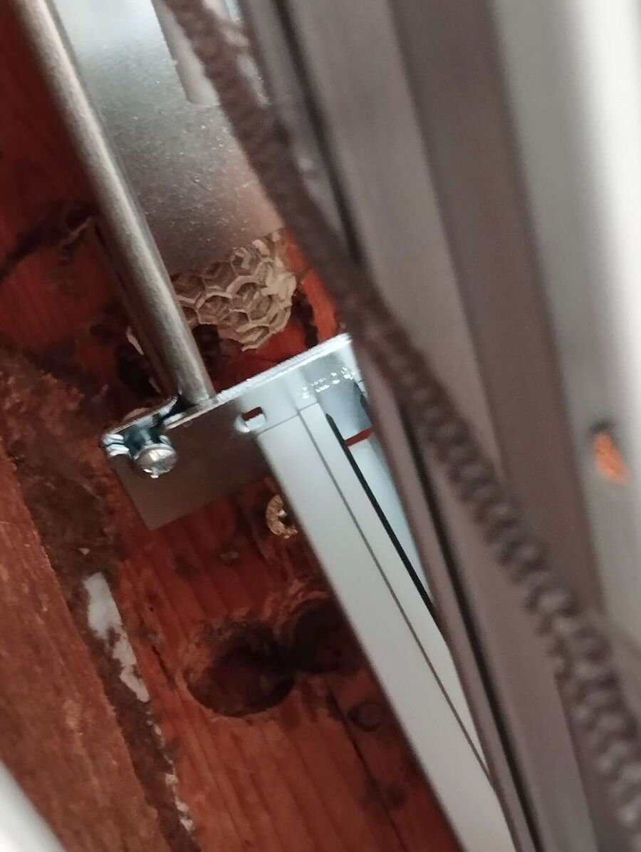  Bienennest entfernen.jpeg