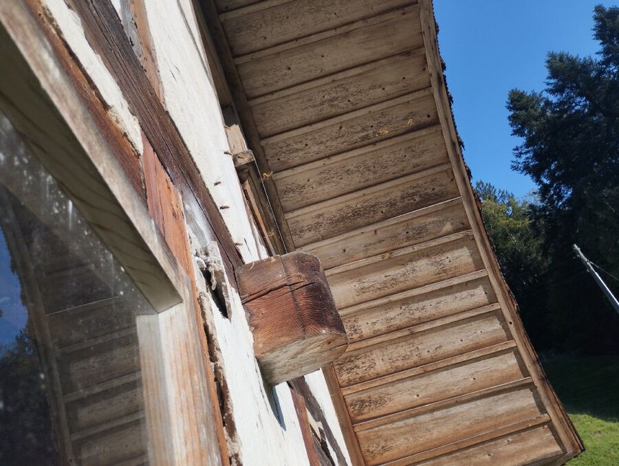 Bienen umsiedeln &  Bienennest entfernen 