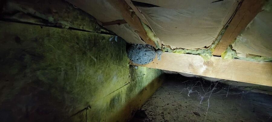 Bienen umsiedeln &  Bienennest entfernen 