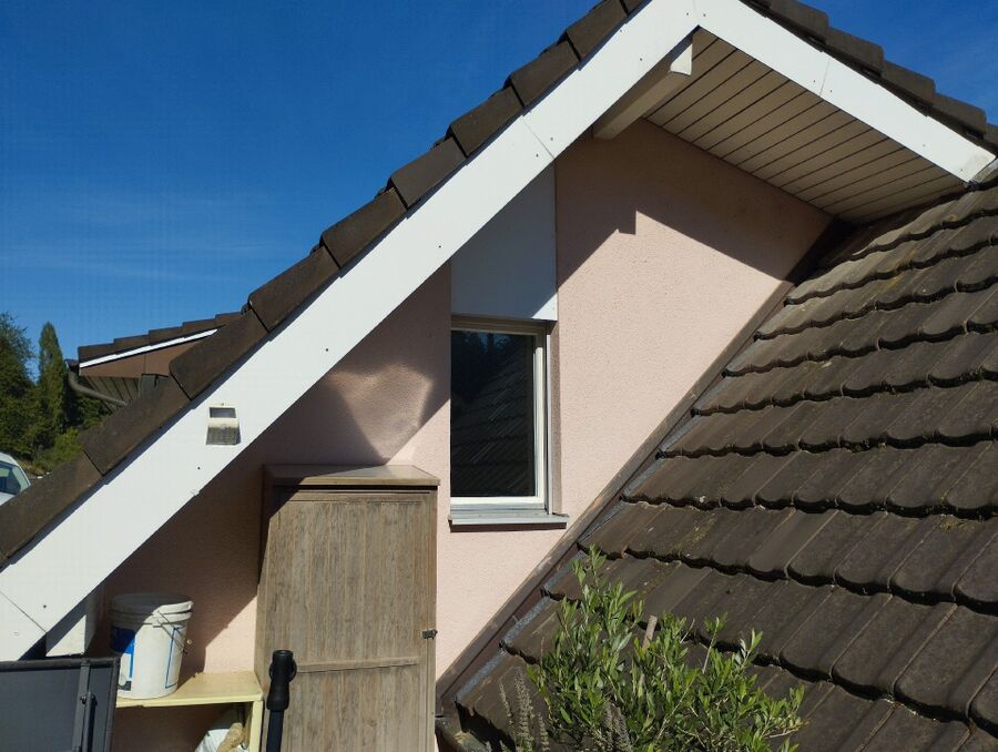 Bienen umsiedeln &  Bienennest entfernen 