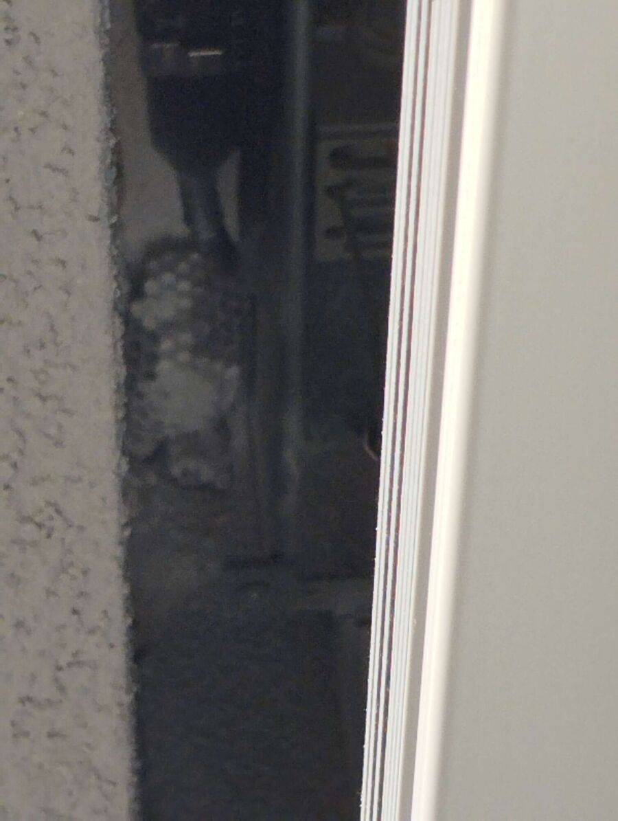 Bienen umsiedeln &  Bienennest entfernen 