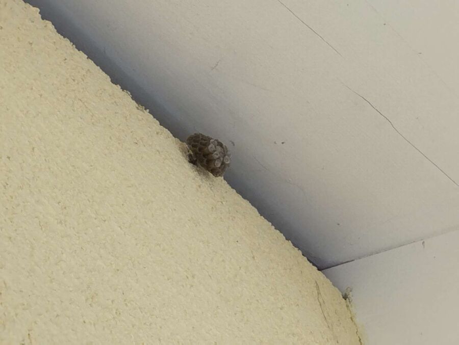  Bienennest entfernen