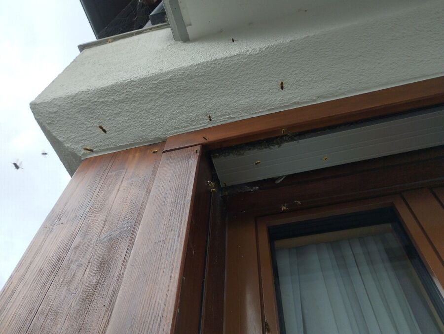 bienennest-am-haus-entfernen.jpg