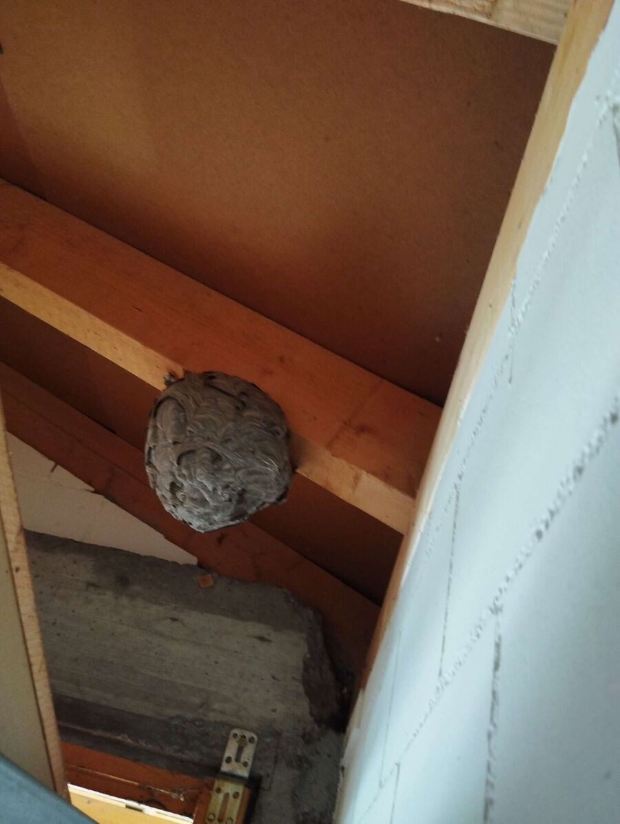  Bienennest entfernen