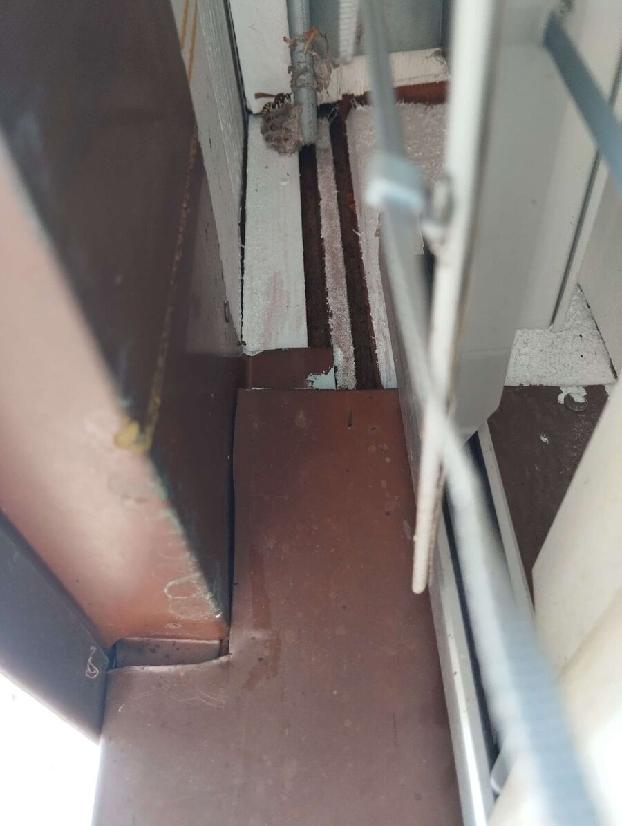 Bienen umsiedeln &  Bienennest entfernen 