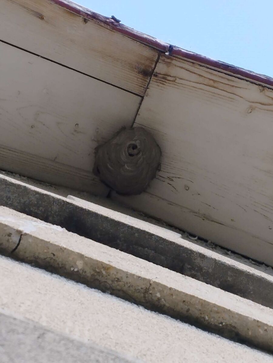  Bienennest entfernen.jpeg