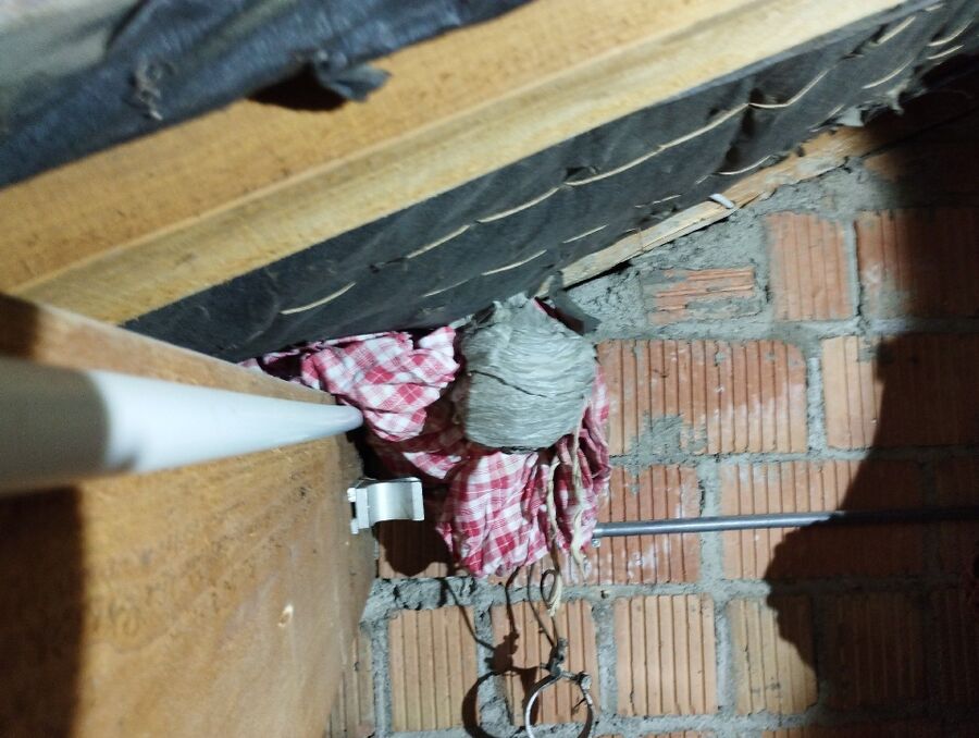  Bienennest entfernen