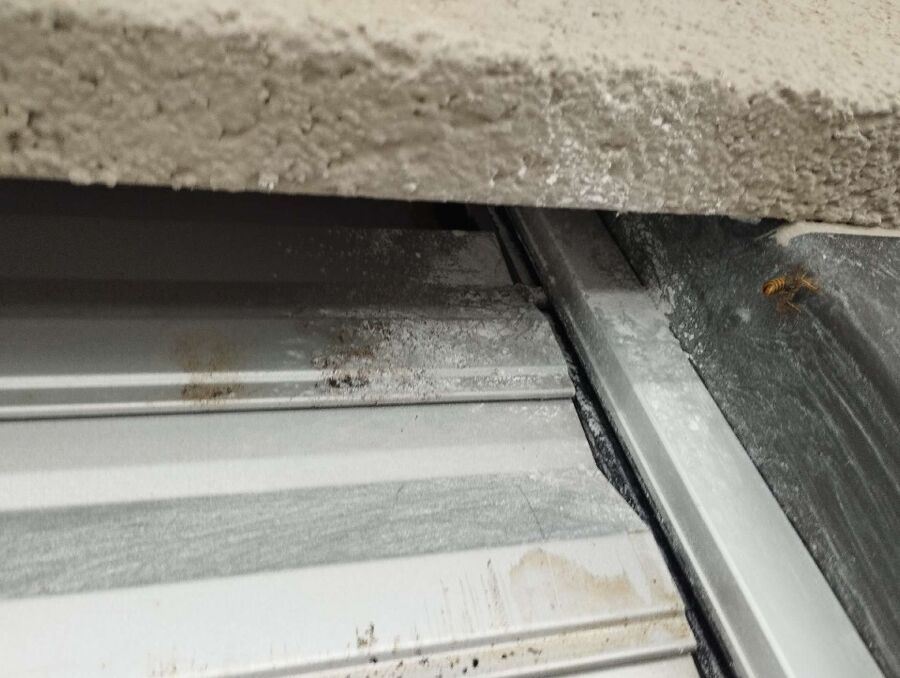  Bienennest entfernen