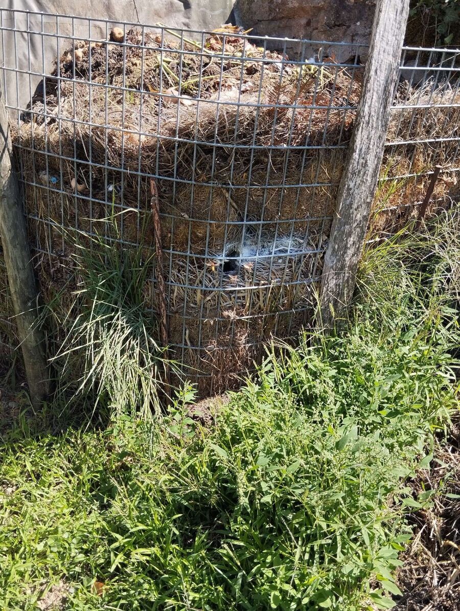 Bienen umsiedeln &  Bienennest entfernen 
