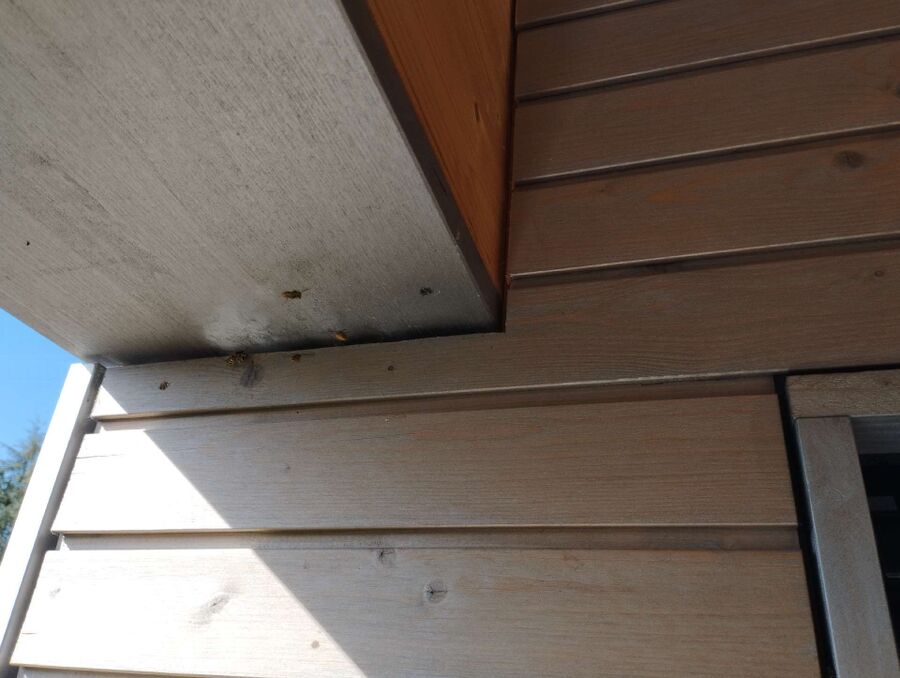  Bienennest entfernen.jpeg