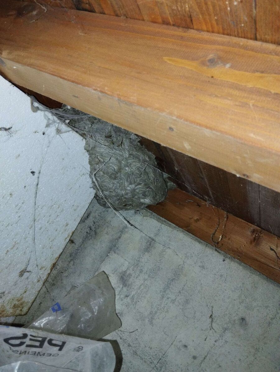 Bienen umsiedeln &  Bienennest entfernen 