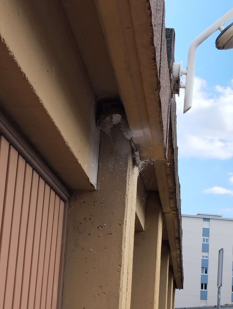  Bienennest entfernen.jpeg