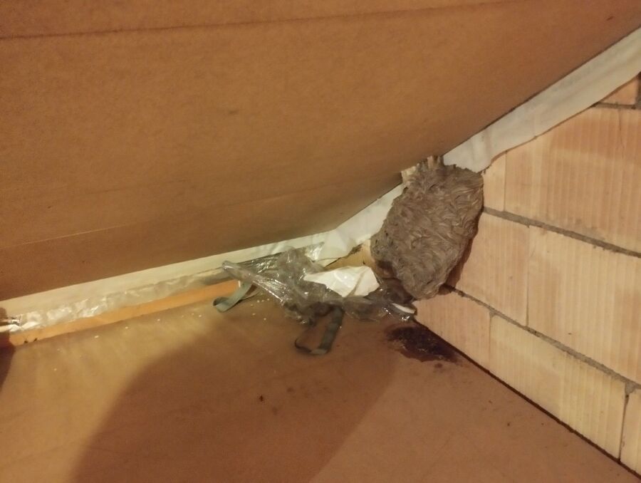  Bienennest entfernen.jpeg