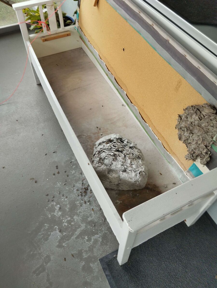  Bienennest entfernen.jpeg