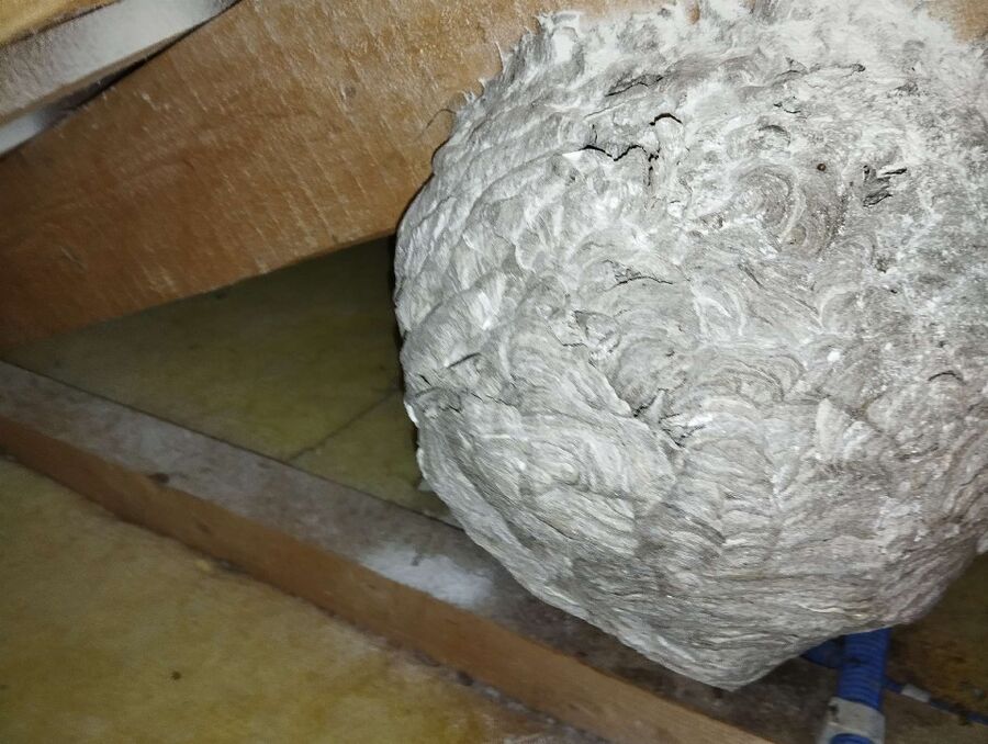  Bienennest entfernen.jpeg
