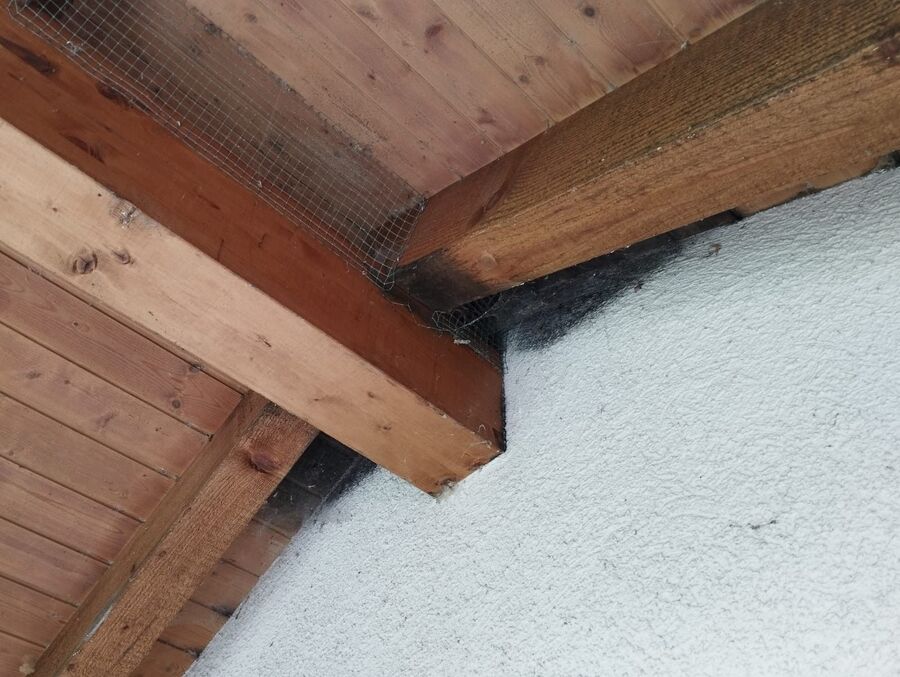  Bienennest entfernen