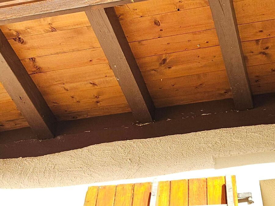  Bienennest entfernen.jpeg