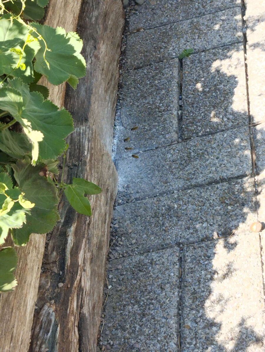  Bienennest entfernen