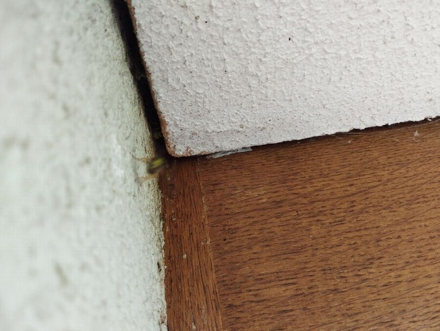 Bienen umsiedeln &  Bienennest entfernen 