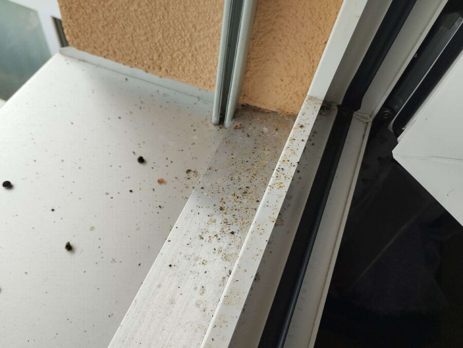  Bienennest entfernen