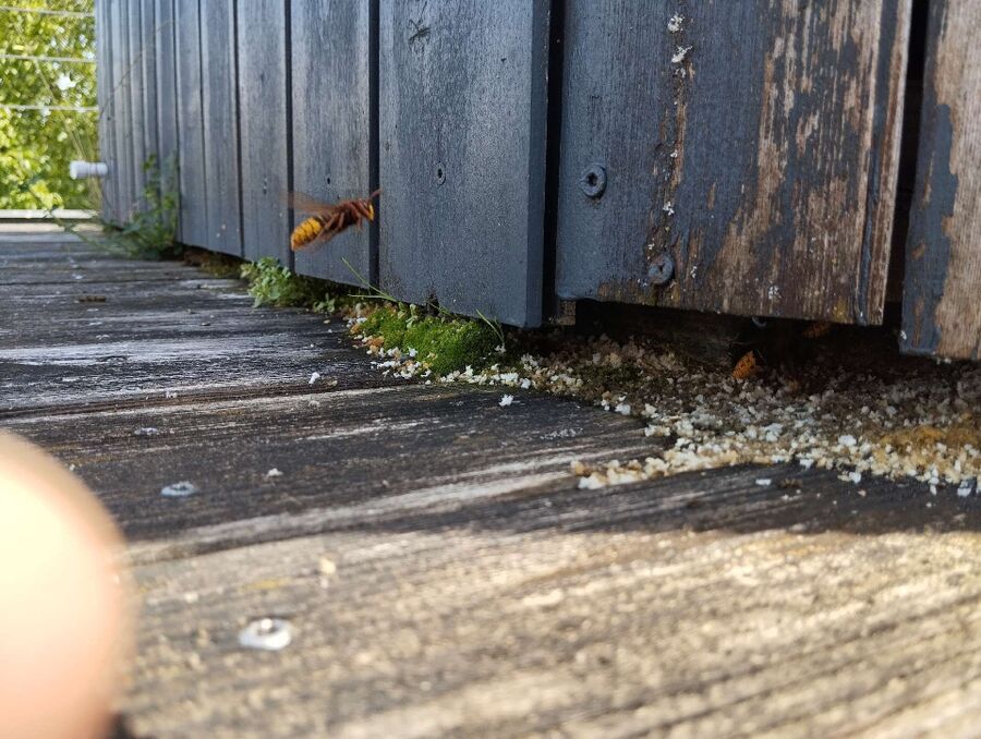  Bienennest entfernen