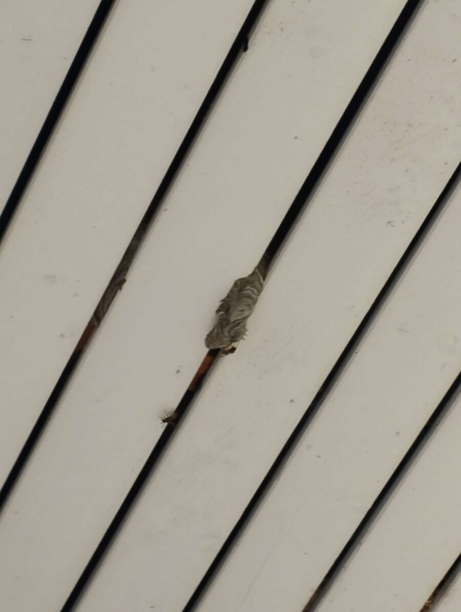 Bienen umsiedeln &  Bienennest entfernen 