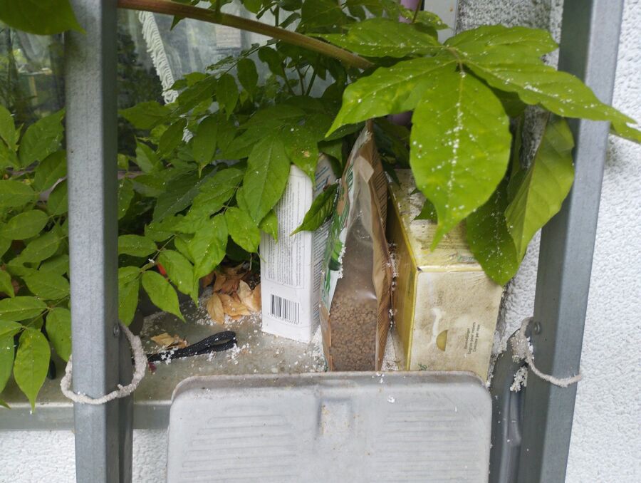 Bienen umsiedeln &  Bienennest entfernen 