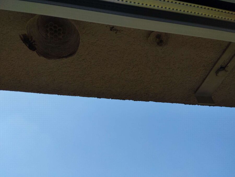  Bienennest entfernen