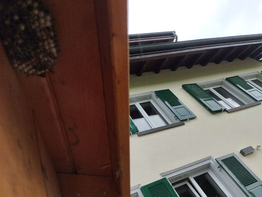 bienennest-am-haus-entfernen.jpg