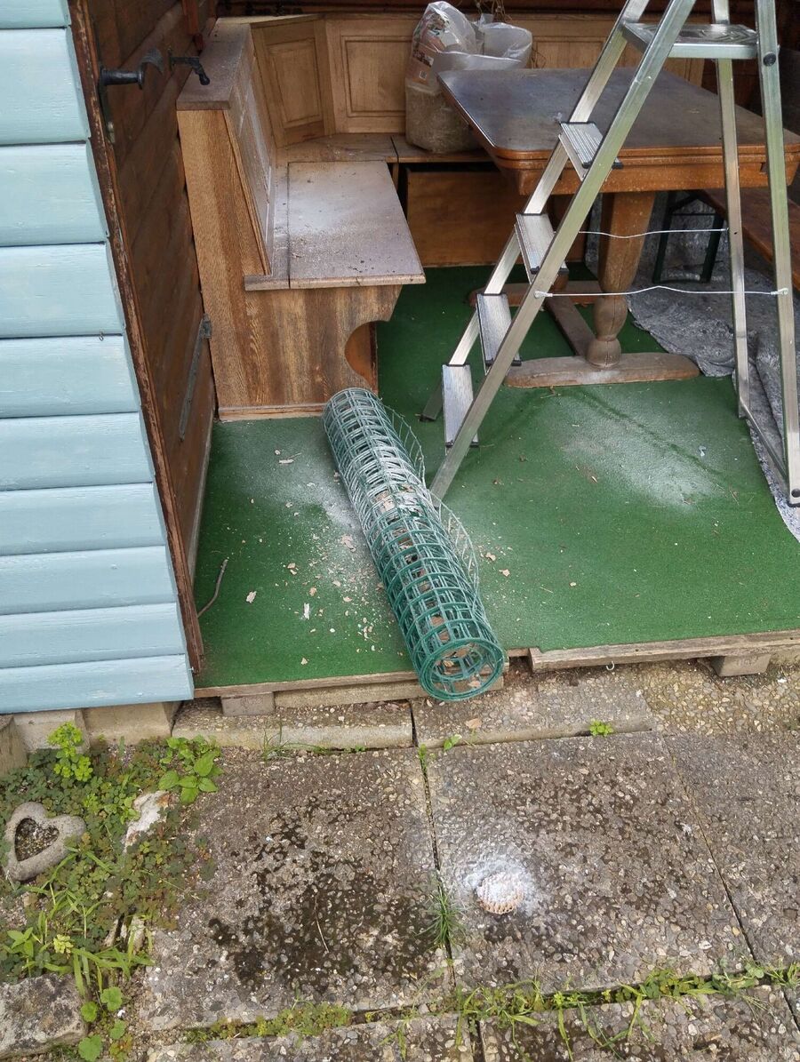 Bienen umsiedeln &  Bienennest entfernen 