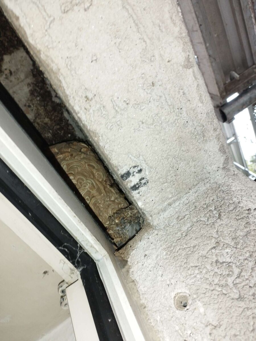  Bienennest entfernen.jpeg