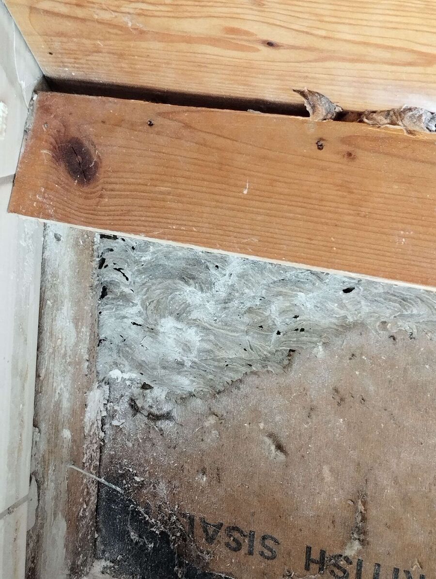 Bienen umsiedeln &  Bienennest entfernen 